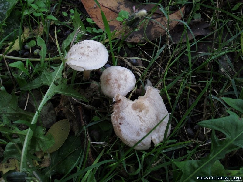 Clitocybe da determinare